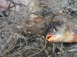 В Запорожской области браконьеры лишились пары десятков сетей