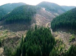 В Украине ухудшается состояние лесов