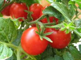 Как выбрать томаты для теплицы и открытого грунта