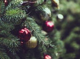 Не выбрасывай: куда в Полтаве сдать новогоднюю елку