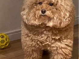 В Японии обнаружена квадратная собака, которая стала мемом о героях популярной игры Among Us