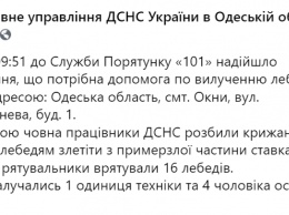 В Одесской области стая лебедей примерзла ко льду. Спасателям удалось освободить птиц. Фото