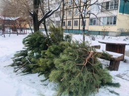 В Днепре нашли применение выброшенным новогодним елкам