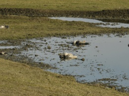 На Херсонщине экоинспекторы проверяют агропредприятие из-за гибели серых журавлей