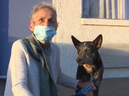 Похищенная угонщиками собака через две недели вернулась домой