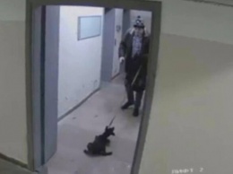 Беспощадный садист: в Киеве мужчина избил щенка и выбросил его на мороз