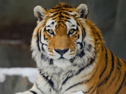 Водителю из Хабаровска грозит штраф в 2 миллиона за сбитого амурского тигра