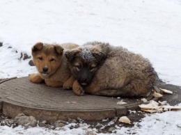 Как помочь животным зимой