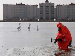 На озере Сасык-Сиваш лебеди попали в ледяной плен