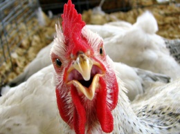 Николаевская область получила статус «угрожающая зона по гриппу птицы»