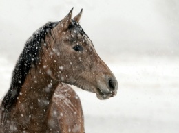 В Крыму спасли лошадь, провалившуюся под лед