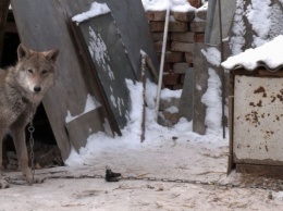 В Чернигове к супругам прибился щенок, который оказался волком