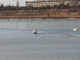 В Запорожской области на морском пляже спасли лебедя из ледового плена