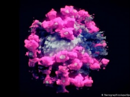 Ученые сделали первое 3D-фото коронавируса SARS-CoV-2