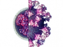 Ученые сделали первое 3D-изображение настоящего коронавируса