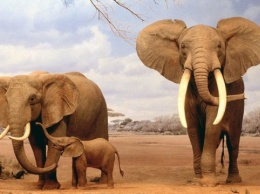 Спутники и искусственный интеллект считают слонов в Африке
