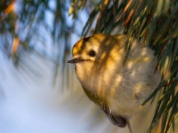 Самую маленькую птичку в Европе заметили на Хортице в Запорожье