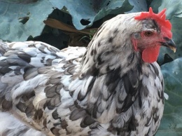 Американка потратила $10 тысяч, чтобы вылечить порок сердца своей любимой курицы (ФОТО)