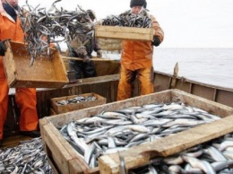 Украинские производители установили рекорд по экспорту рыбы