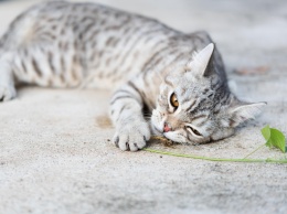 Ученые объяснили, почему кошки без ума от кошачьей мяты