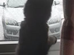Котенок пытался поймать снежинки: забавное видео