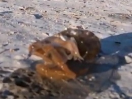 В Кирилловке на берегу нашли редких морских раков (видео)