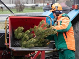 В киевской мэрии сообщили, куда сдавать использованные елки
