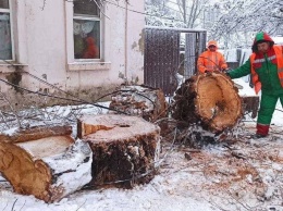 В Одессе из-за непогоды повалено 59 деревьев