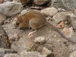 Ученые обнаружили "вымерших" мышей