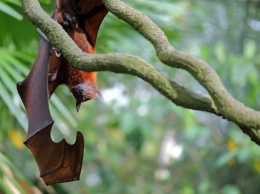 ВОЗ заявила о возможности пандемии из-за вируса Nipah