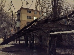 В Одессе дерево повредило теплотрассу: тысячи горожан остались без отопления и света