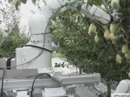 В Японии создали робота, собирающего урожай вместо человека