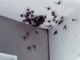 В сети показали нашествие сверхбыстрых пауков-охотников. Фото