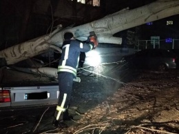 Пострадал водитель: в Запорожье на автомобиль рухнуло дерево (фото)