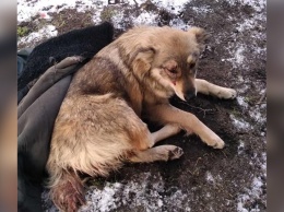 В Днепре волонтеры спасают пса Гарольда, которого сбил поезд