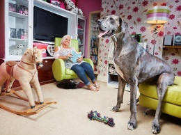В Великобритании умерла самая высокая собака в мире