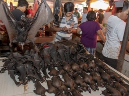 Эксперты ВОЗ посетили «логово» коронавируса в Ухане - «мокрый рынок»