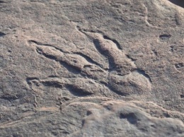 Четырехлетняя британка нашла на пляже след динозавра, которому 220 млн лет
