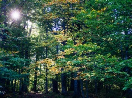 IKEA выкупила в Штатах тысячи гектаров леса для сохранения экосистемы
