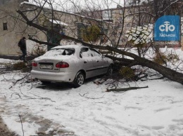 В Харькове на машину рухнуло дерево (фото)
