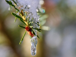 Январь в Чернигове побил три температурных рекорда