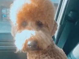 Собака обиделась на хозяйку и объявила бойкот из-за неудачной стрижки - видео повеселило сеть