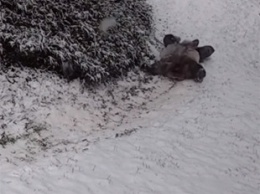 Американский зоопарк показал милое видео, как панды забавляются в снегу
