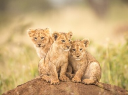 Милая банда: в васильевском зоопарке родились два тигренка и один львенок