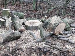 Возле села в Запорожской области уничтожили дубы - фото