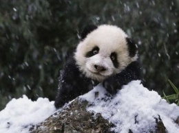 Панды в зоопарке Вашингтона сошли с ума из-за снега. ВИДЕО