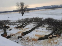 На Днепровской набережной в Киеве срубили деревья ради ремонта пляжа, - ФОТО