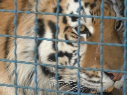 В зоопарке на Черниговщине тигр загрыз мужчину
