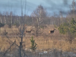 В чернобыльском заповеднике показали, как и где олени добывают минеральные вещества