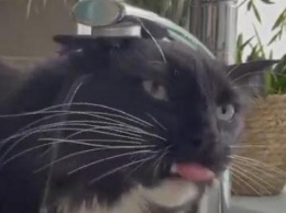По усам текло, да в рот не попало: кот хочет пить воду только из крана, но никак не поймет, как это сделать (ВИДЕО)